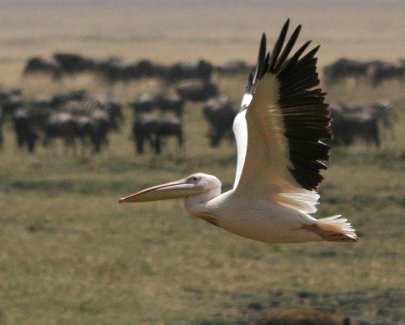 Africa photograph 1: african pelican
