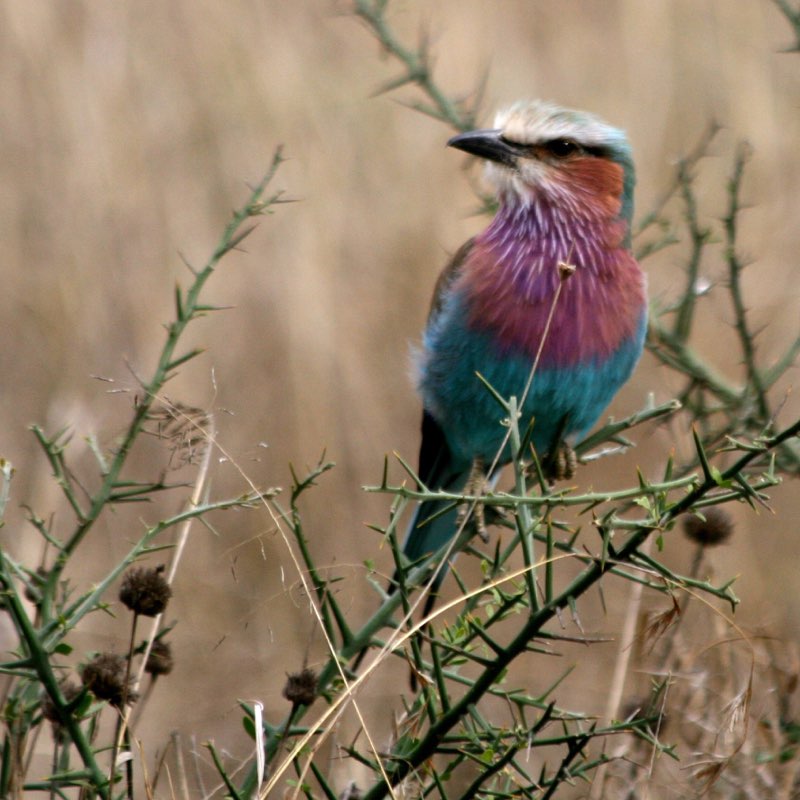 Africa photograph 3: bird