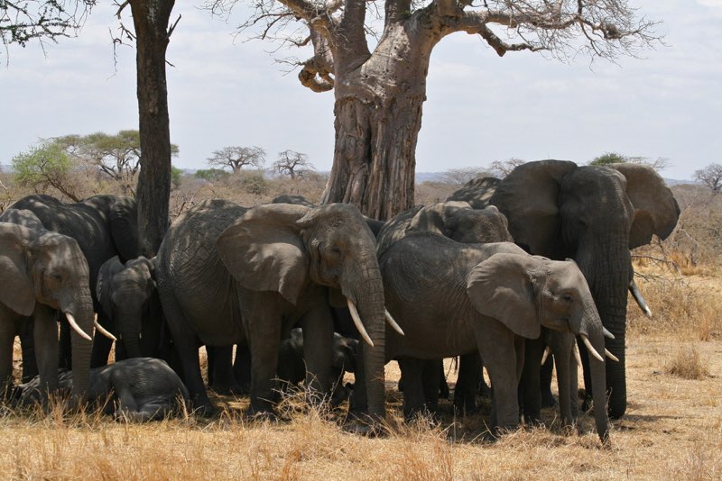 Africa photograph 10: elly IMG 8054