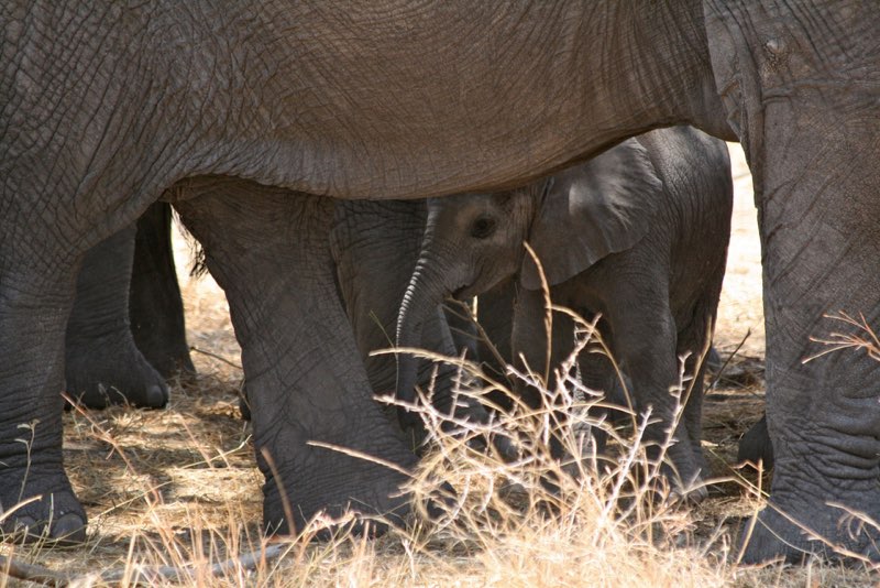 Africa photograph 11: elly IMG 8058