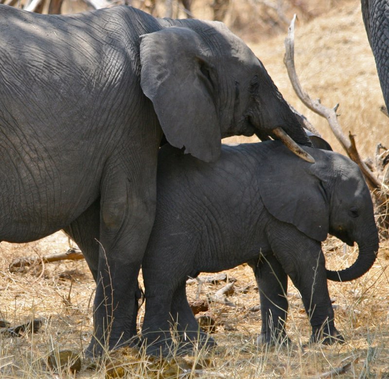 Africa photograph 12: elly IMG 8059