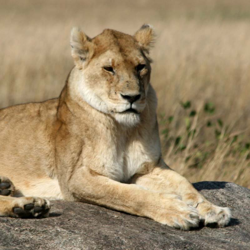 African wildlife photograph by Devra Wolf