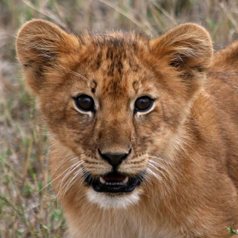 Africa photograph 14: faces cub