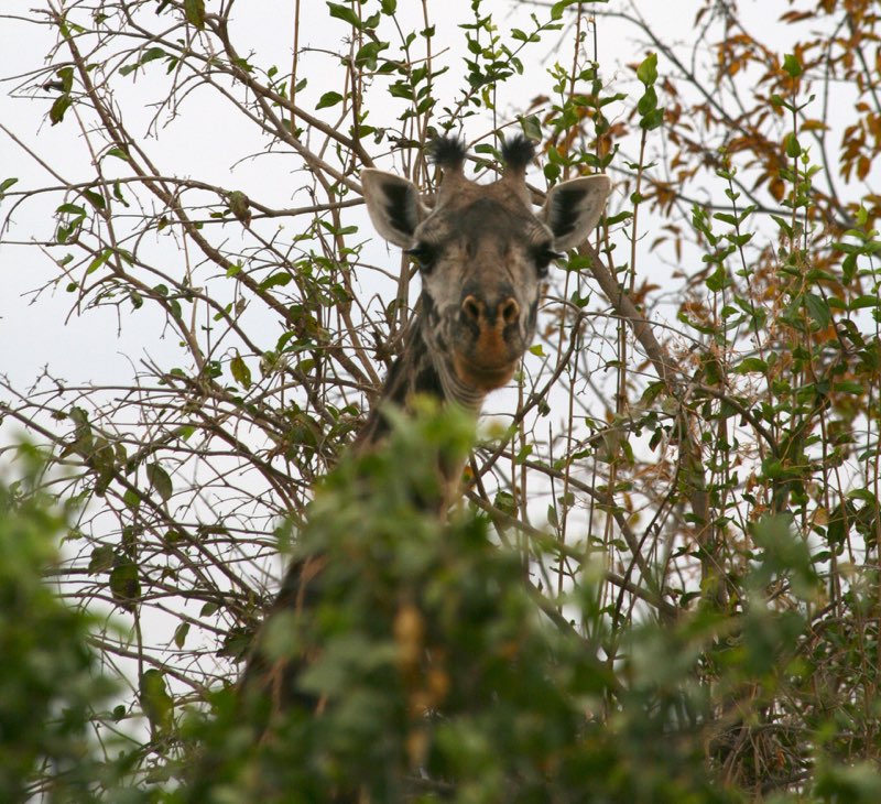 Africa photograph 15: giraffe 1 IMG 7800