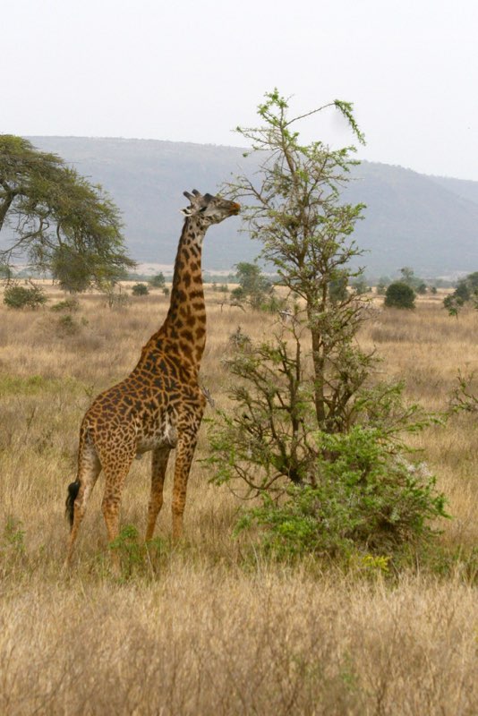 Africa photograph 16: giraffe 2 IMG 8625