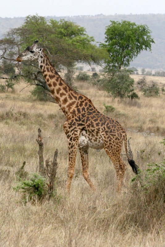 Africa photograph 17: giraffe 3 IMG 8631