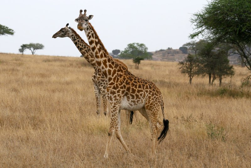 Africa photograph 18: giraffe 4 IMG 8647