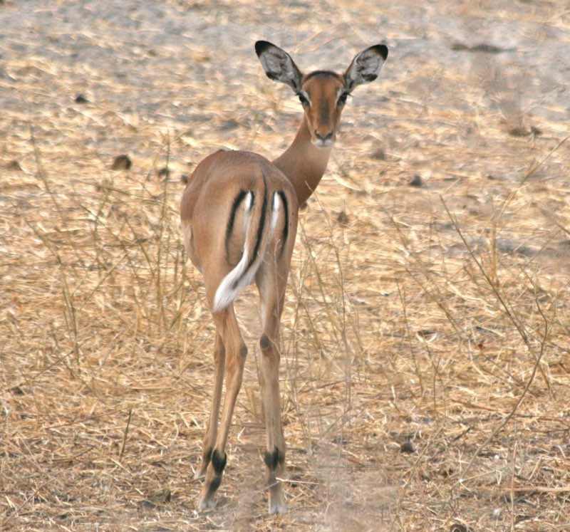 Africa photograph 25: IMG 7677