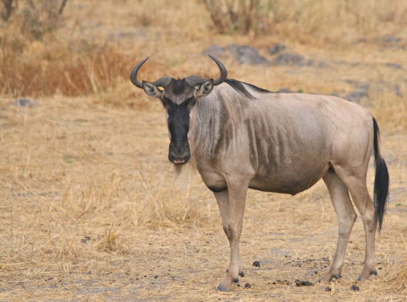 Africa photograph 26: IMG 7705