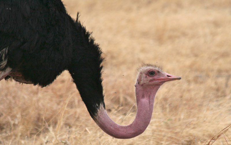 Africa photograph 28: IMG 7852