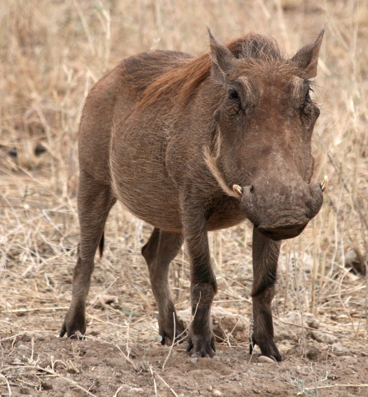 Africa photograph 29: IMG 7866