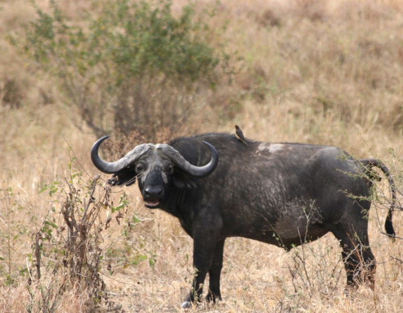 Africa photograph 30: IMG 7878