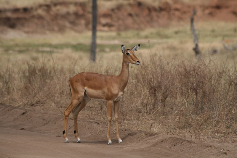 Africa photograph 33: IMG 7962