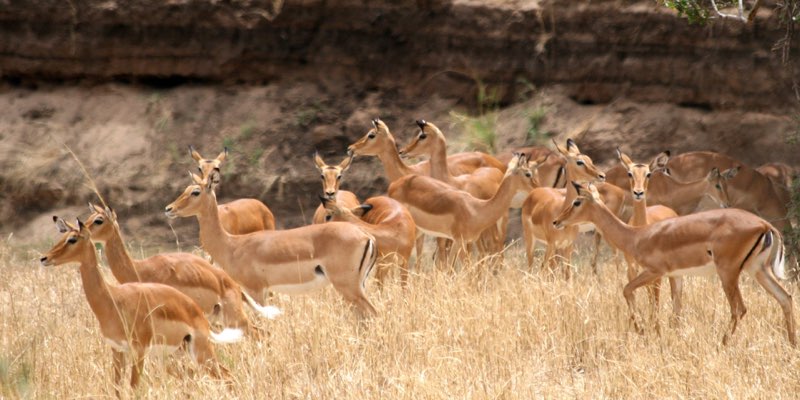 Africa photograph 34: IMG 8017