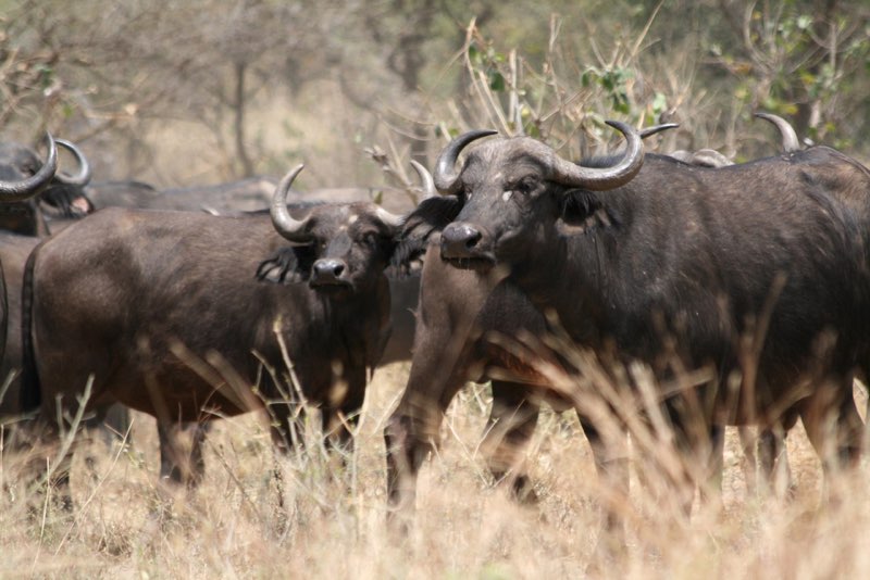 Africa photograph 35: IMG 8025