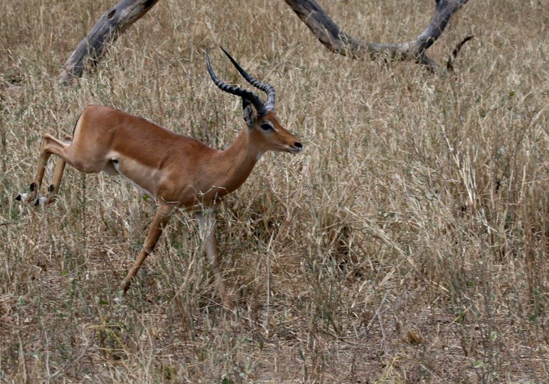 Africa photograph 37: IMG 8049