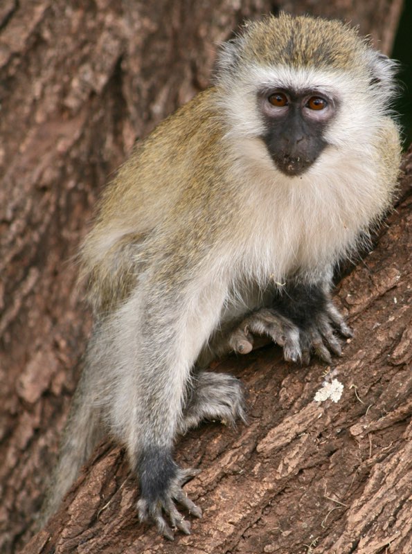 Africa photograph 46: IMG 8159