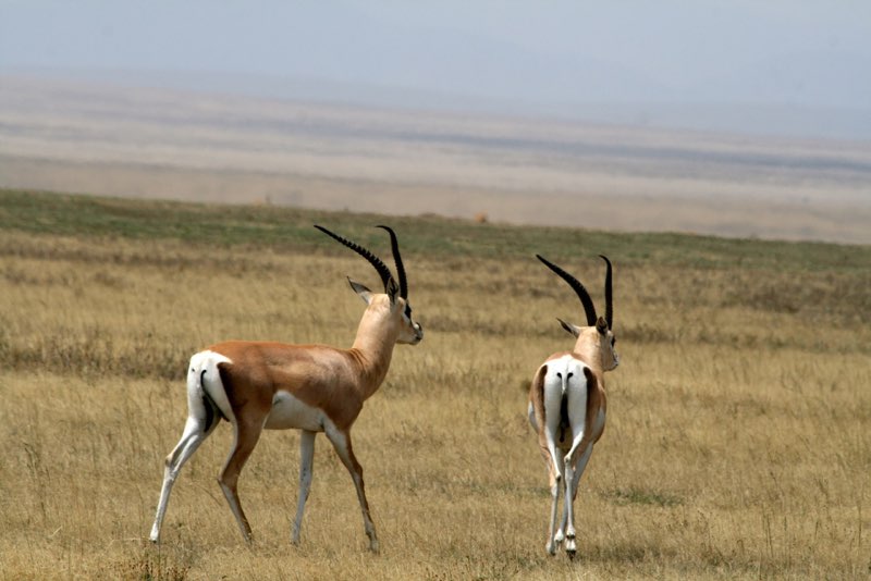 Africa photograph 48: IMG 8358