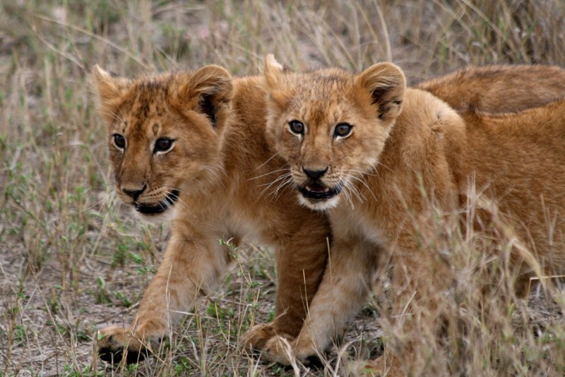 Africa photograph 54: IMG 8449