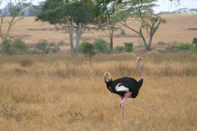 Africa photograph 61: IMG 8639