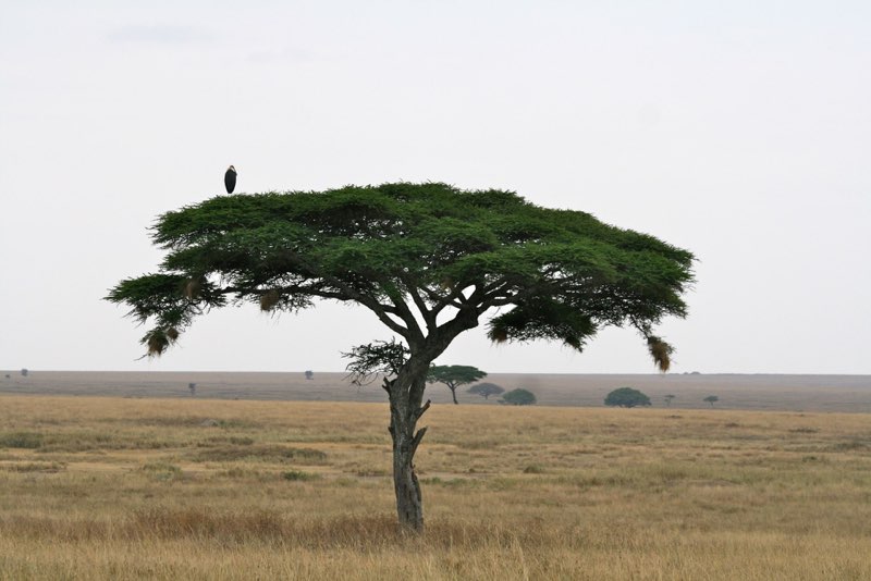Africa photograph 62: IMG 8713
