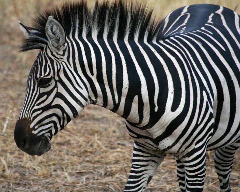 Africa photograph 65: zeb 20x16 1
