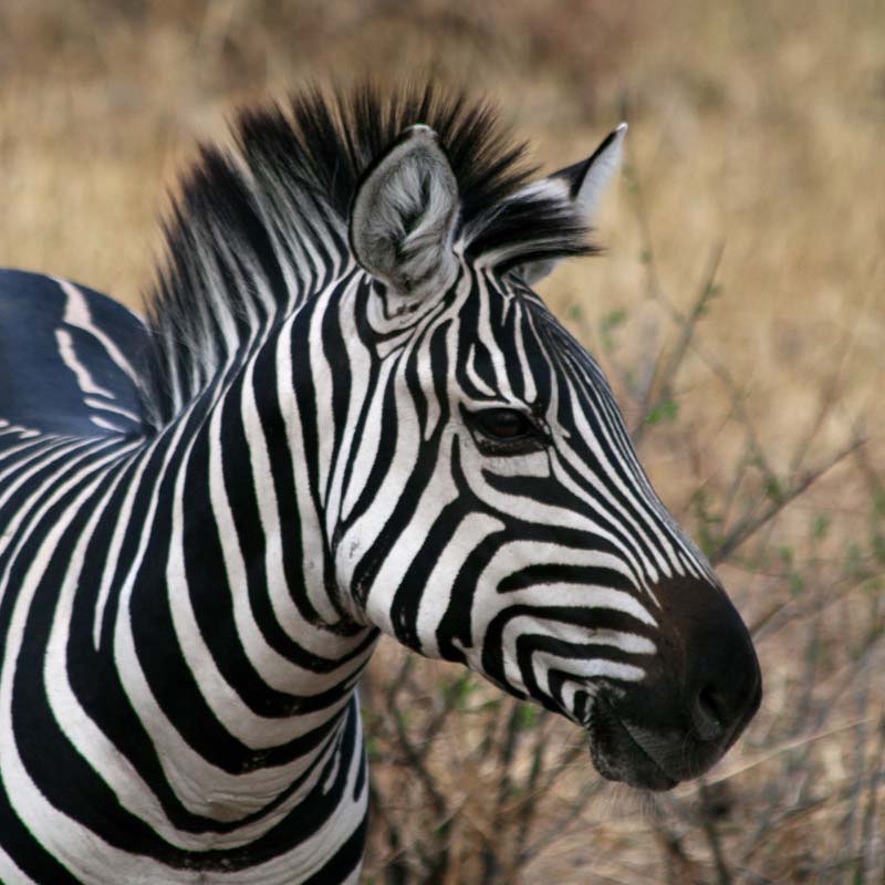Africa photograph 67: zebra